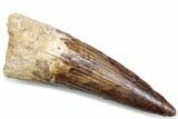 Fossil Spinosaurus Tooth - Real Dinosaur Tooth #381072-1